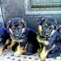 Щенки немецкой овчарки, фотография 3