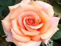 Роза варм вишез, фрайер