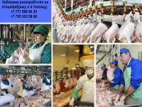 Компания ПРO работа ищeт разнорабочих на работу в птицефабрикy и теплицу, фотография 2