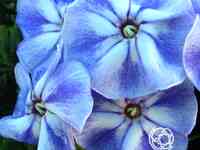 Флокс метельчатый юник олд блу