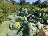 Продам Дача участок Федоровское водохранилище, 6 соток, Фёдоровка., фотография 7