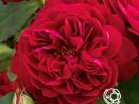 Роза дарси басселл, д.остин кустарниковая