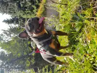 Продам щенка французского бульдога, фотография 6