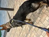 Немецкая овчарка, фотография 4