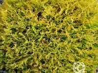 Туя шаровидная даника ауреа