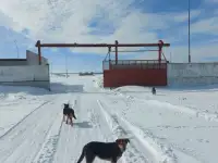 Сельское хозяйство на 3600 гектар земли в Павлодарской Области, фотография 9