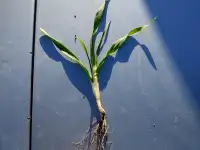 Продаю Ячмень Сорт Атлин Канадский В Меркенском районе, фотография 10