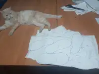 Мси шью, фотография 2