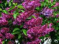 Сирень памяти людвига шпета