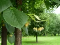Семена липы мелколистной (Tília cordáta). РСТ Россия