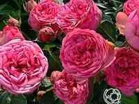 Роза пинк пиано чайно-гибридная, тантау