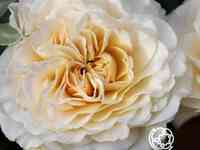 Роза лилиан бейлис, харкнесс