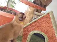 Коты Бурма в добрые руки, фотография 2