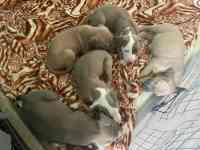 Стаффордширский терьер (стаффорд), фотография 4