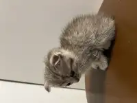 Шотландский вислоухий котенок, фотография 4