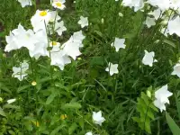 Продам особняк на два хозяина, Целинная 2/1, фотография 4