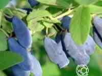 Жимолость дуэт