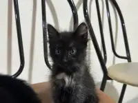 Отдам котят в хорошие руки, фотография 2