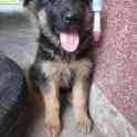 Щенок немецкой овчарки!, фотография 1