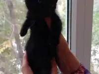 Котята, фотография 2