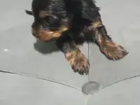 Щенки йоркширского терьера, фотография 2