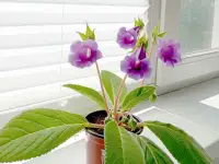 Глоксинии. Комнатные цветы., фотография 7