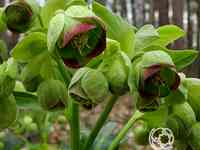 Морозник вонючий