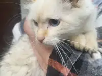 Симпатичный котенок ищет добрых хозяев, фотография 2