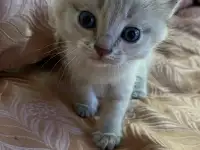 Отдам котят в хорошие руки, фотография 2