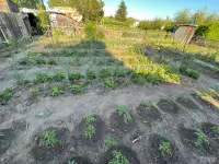 Дача. Петропавловск. Общество «Горизонт»., фотография 5