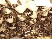 продам колонии тараканов двух видов, фотография 2