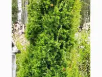 Туя выше 3 метров, сосна живая, берёза, ива, ольха, рябина, рассада., фотография 2