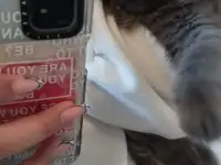 Продам вислоушку, фотография 2