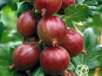 Крыжовник Финский красный