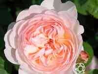 Роза джентл гермионе, д.остин кустарниковая