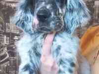 щенки английский сеттер, фотография 4