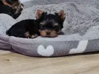 Продаются щенки йоркширского терьера, фотография 5