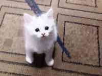 Котята от голубоглазой белой Ангоры., фотография 2