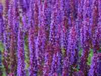 Семена Шалфей РСТ,  Россия