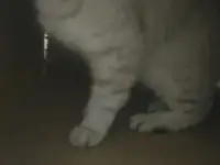 Кошка породистая британская