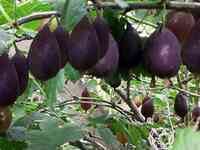 Крыжовник Грушенька