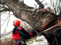 Обрезка и спил деревьев