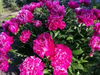 продаю дачу, Легенда 20 линия, участок 341, фотография 4