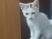 Отдам котят, фотография 2