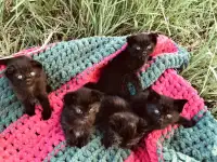 Котята вислоухие, фотография 2