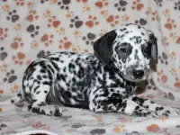 Далматин Далматинец щенки далматинов Далматины Алматы, фотография 7
