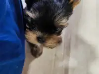 Продаются щенки йоркширского терьера, фотография 7
