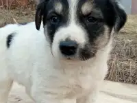 Отдам щенят, фотография 4