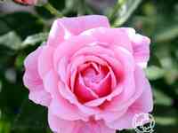 Роза Пинк Симфони миниатюрная