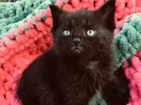 Котята вислоухие, фотография 3